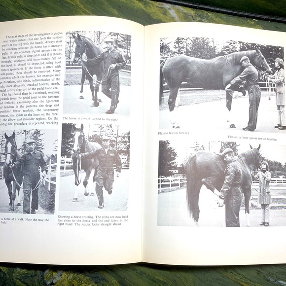 Healthy Horse Handbook Illustrated Hardcover Educational Academia - Picture 14 of 16